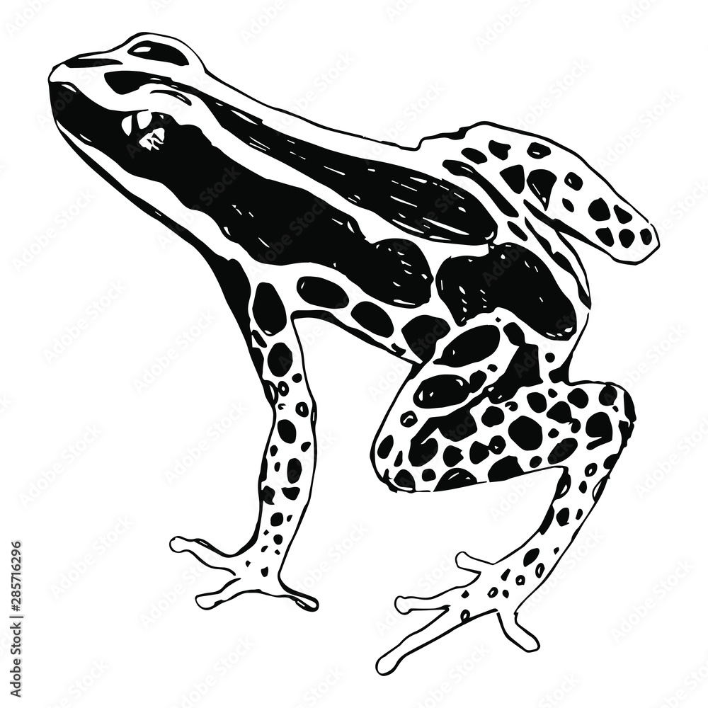 Frog Poison Dart Drawing Vector Images | My XXX Hot Girl