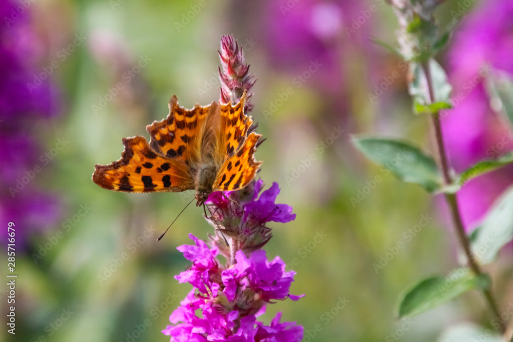 comma butterfly comma butterfly