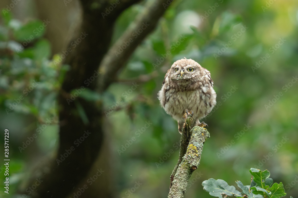 Little owl in the tree Little owl in the tree