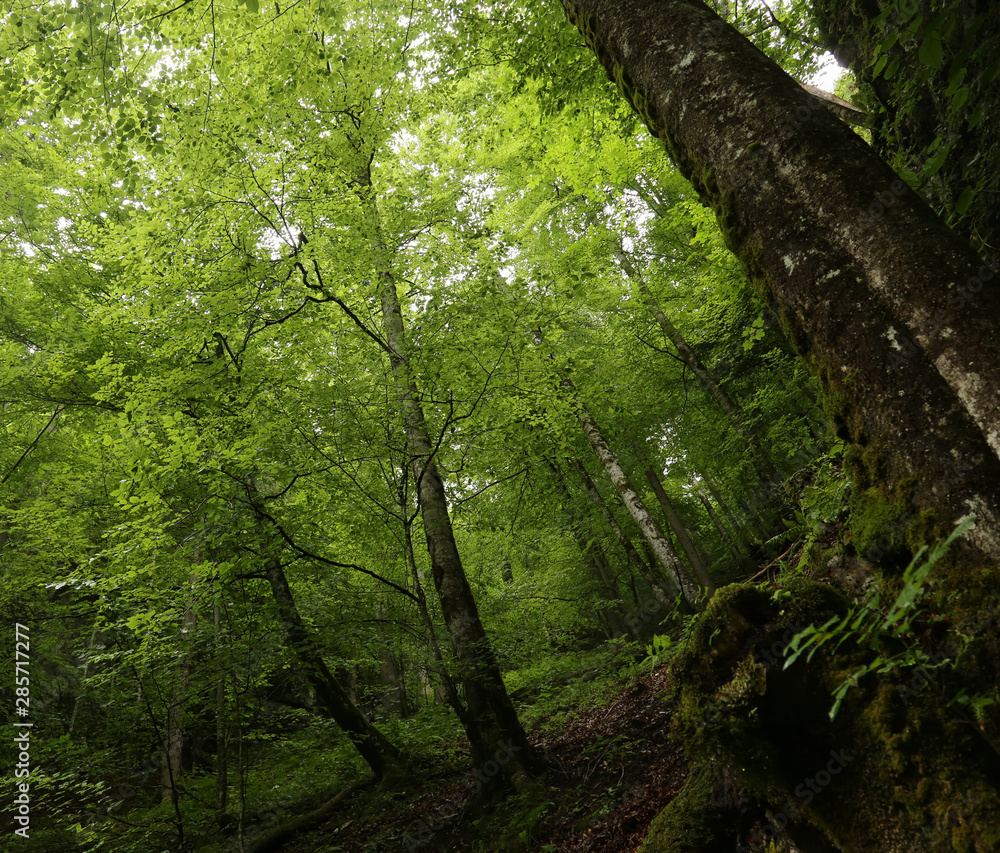 Fototapeta premium green forest.