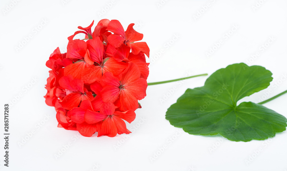 red Pelargonium, garden geranium, zonal geranium Flowers isolated on white red Pelargonium, garden geranium, zonal geranium Flowers isolated on white