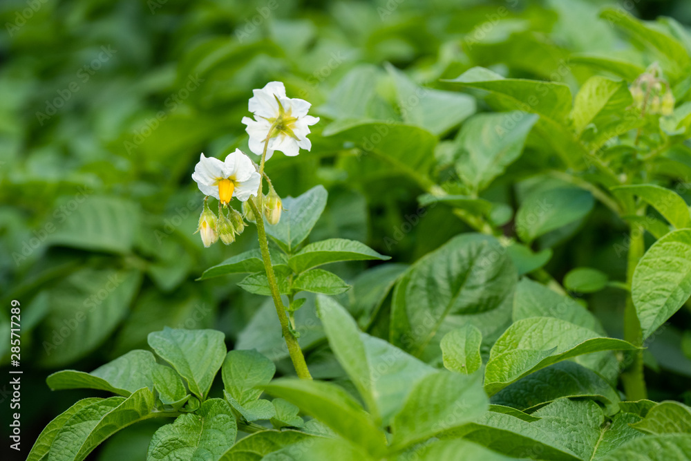 Potato flowers and green leaves. Potato field in the Netherlands. Summer. Potato flowers and green leaves. Potato field in the Netherlands. Summer.