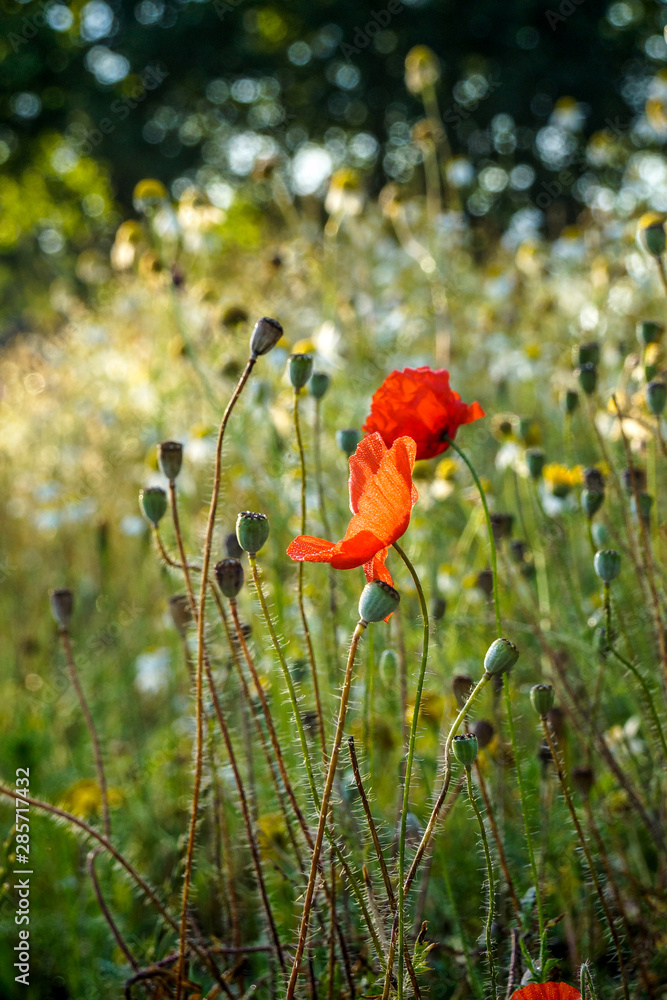 Naklejka premium red poppy with a beautiful bokeh