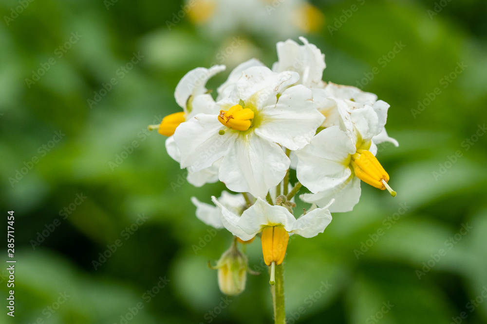 Potato flowers and green leaves. Potato field in the Netherlands. Summer. Potato flowers and green leaves. Potato field in the Netherlands. Summer.