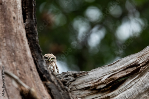 Little owl in the tree