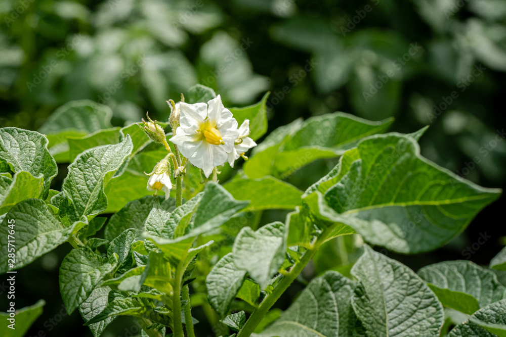 Potato flowers and green leaves. Potato field in the Netherlands. Summer. Potato flowers and green leaves. Potato field in the Netherlands. Summer.