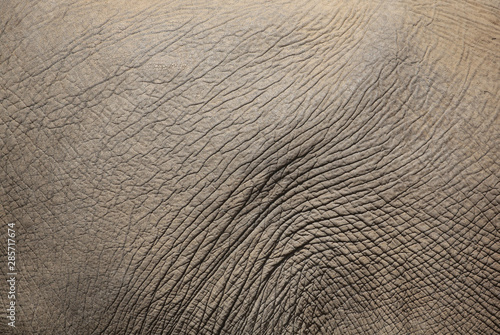 Photography texture of elephant skin.