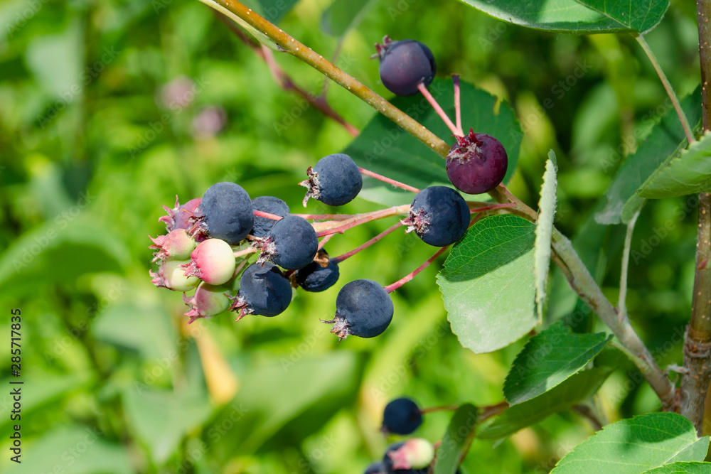 Amelanchier canadensis fruit on the tree Amelanchier canadensis fruit on the tree
