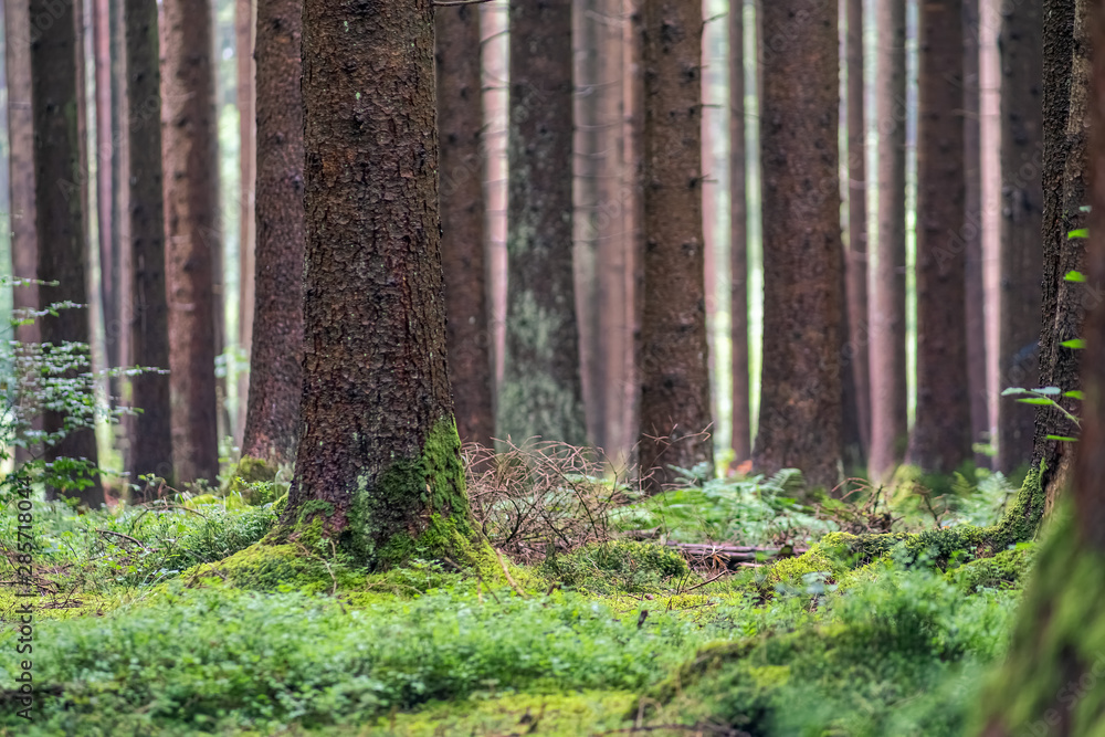 Fototapeta premium A view through the forest with many green and mossy trees