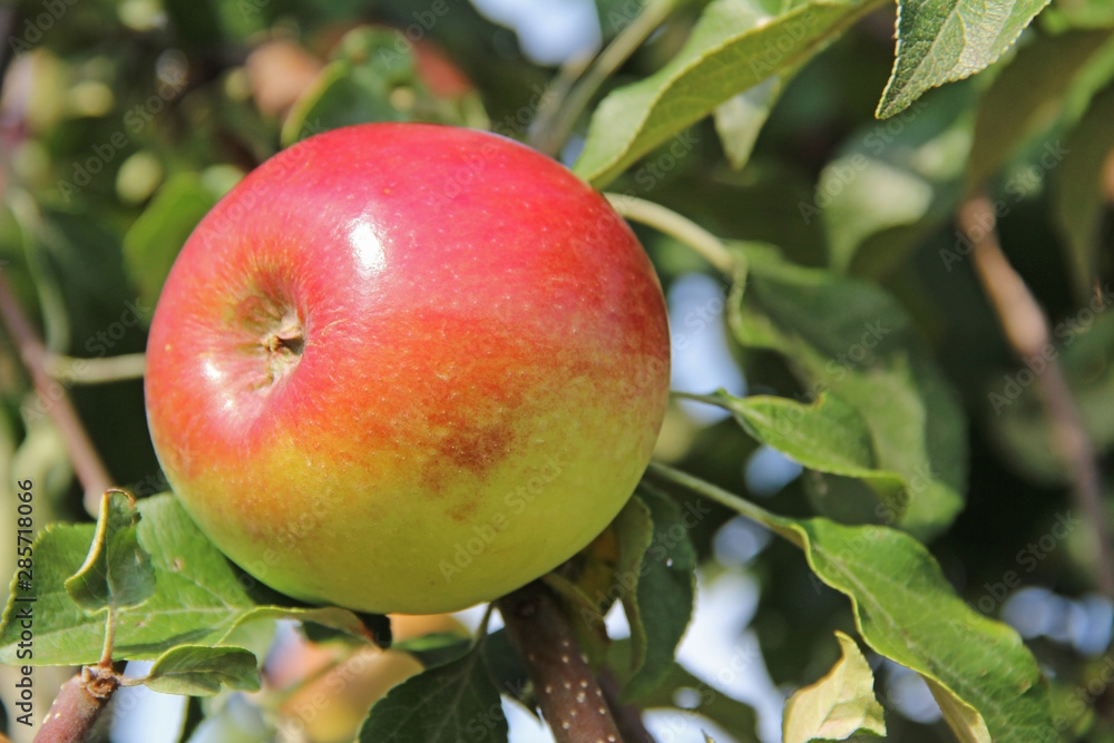 Red-yellow Shtrifel apple on apple tree branch. Red-yellow Shtrifel apple on apple tree branch.