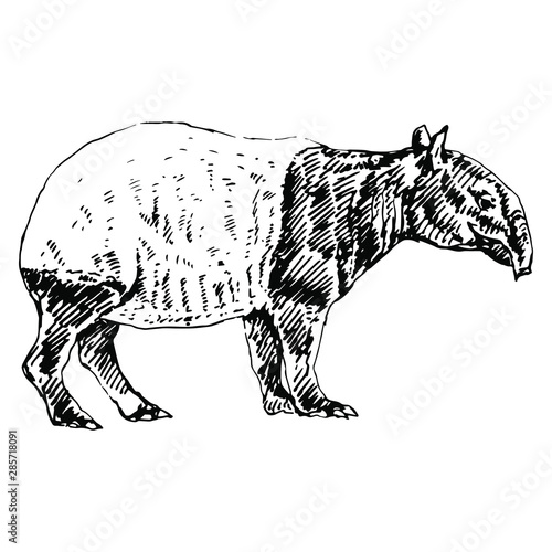 Malayan tapir (Tapirus indicus). Hand drawn linear sketch. Black and white silhouette.
