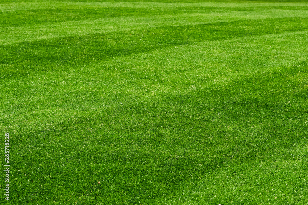 Obraz premium Beautiful fresh green lawn field background