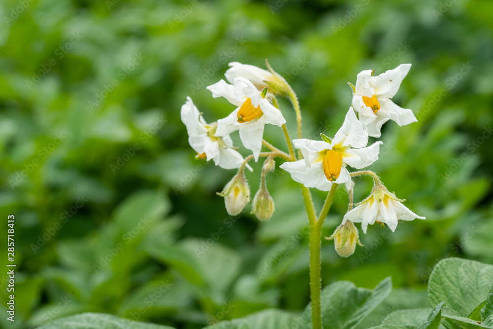 Potato flowers and green leaves. Potato field in the Netherlands. Summer. Potato flowers and green leaves. Potato field in the Netherlands. Summer.