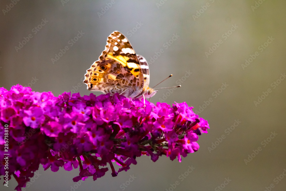 painted lady butterfly painted lady butterfly