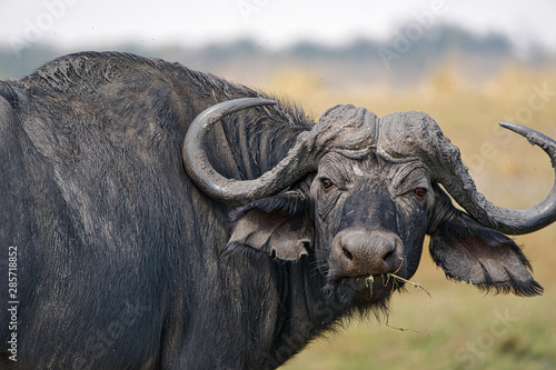 Tableau sur toile African buffalo portrait in Chobe park, Zimbabwe, Africa