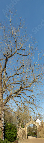 Tall panorama of a tree in spring