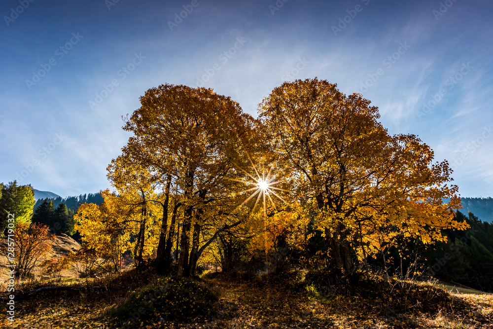 Fototapeta premium Sonnenstern