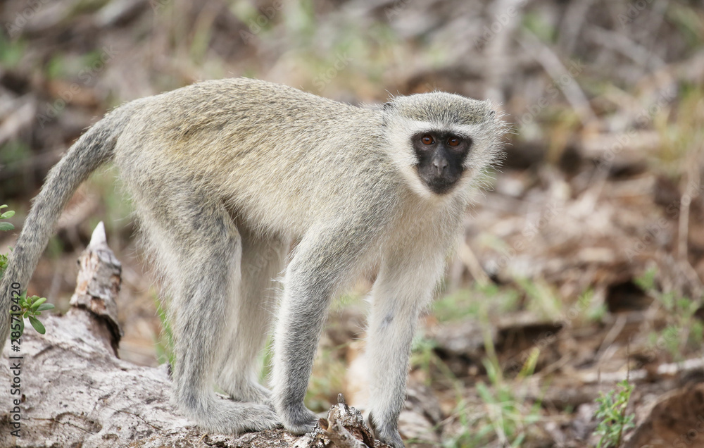 wild velvet monkey in Kruger National Park, South Africa. wild velvet monkey in Kruger National Park, South Africa.