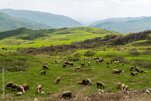 A flock of sheep scattered across a pasture in a mountainous region of Azerbaijan.