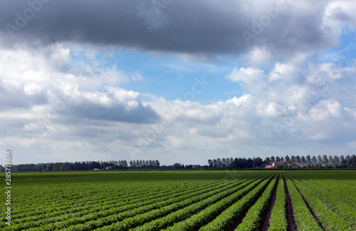 Field of carrots Netherlands. Agriculture. Farming