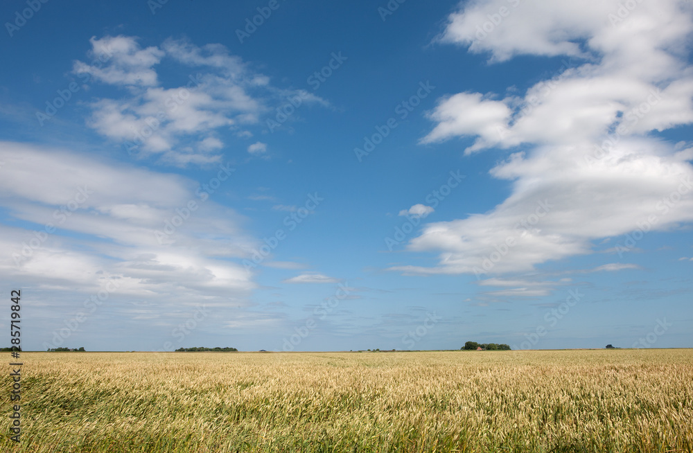 Field of corn. Wheat fields. Netherlands polder