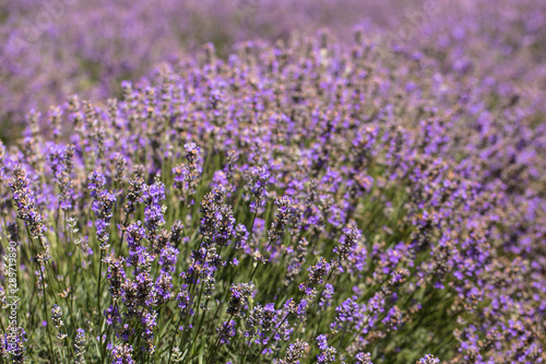 Flowering lavender. Field of blue flowers. Lavandula - flowering plants in the mint family, Lamiaceae.