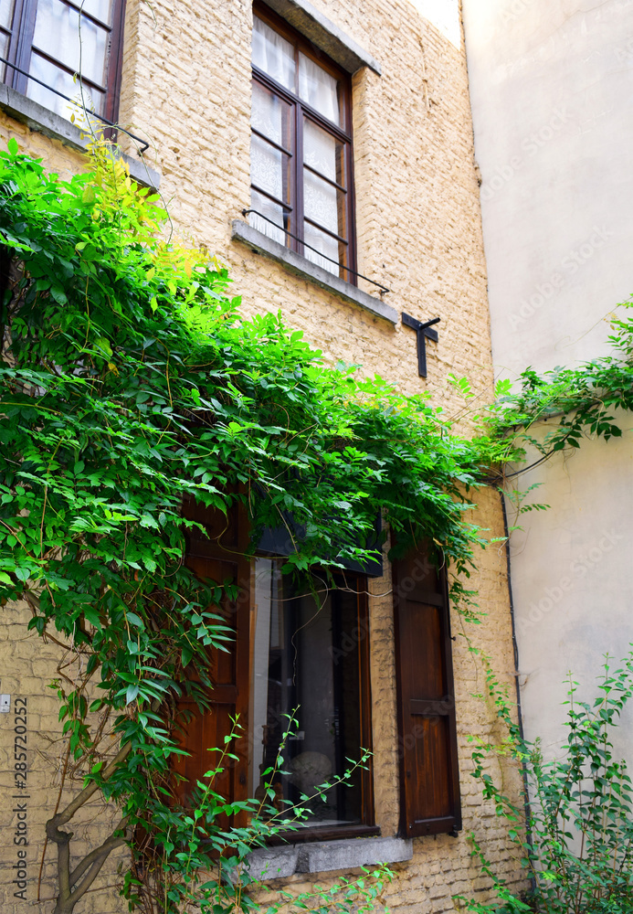View of a Beautiful old european windows with shutters and climbing ivy on brick wall.