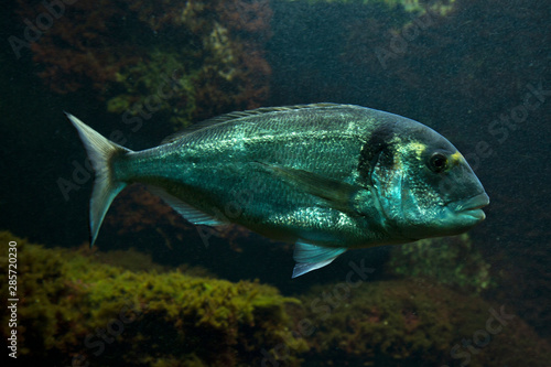 Gilthead bream (Sparus aurata).