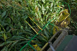 Maize Harvest Netherlands. Maize shredder. Tractor. Farming. Agriculture