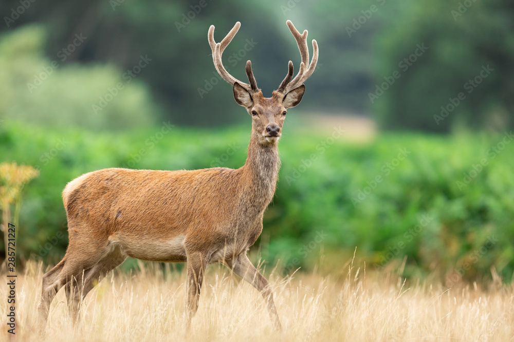 Red deer in richmond park Red deer in richmond park