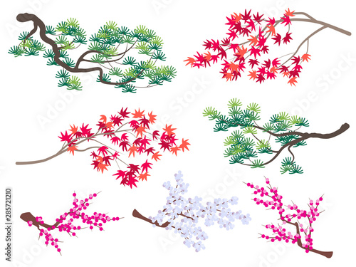 Korean Pine, Japanese Maple and Blooming Cherry Branches