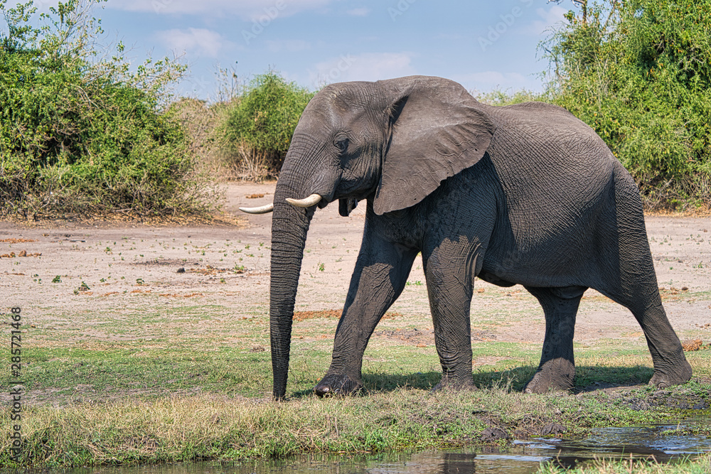 African elephant portrait in Chobe park safari, Zimbabwe, Africa