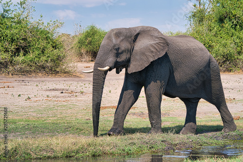 African elephant portrait in Chobe park safari, Zimbabwe, Africa