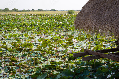 A lotus farm. Large pond of water almost fully covered by green leaves and pink and white lotus blossoms. Section of a wooden hut with a straw roof in the foreground. Blue sky above distant horizon.