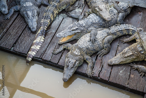 A group of crocodiles on a wooden raft floating on water seen from a higher vantage point. The central crocs look like buddies with arms around each other. 