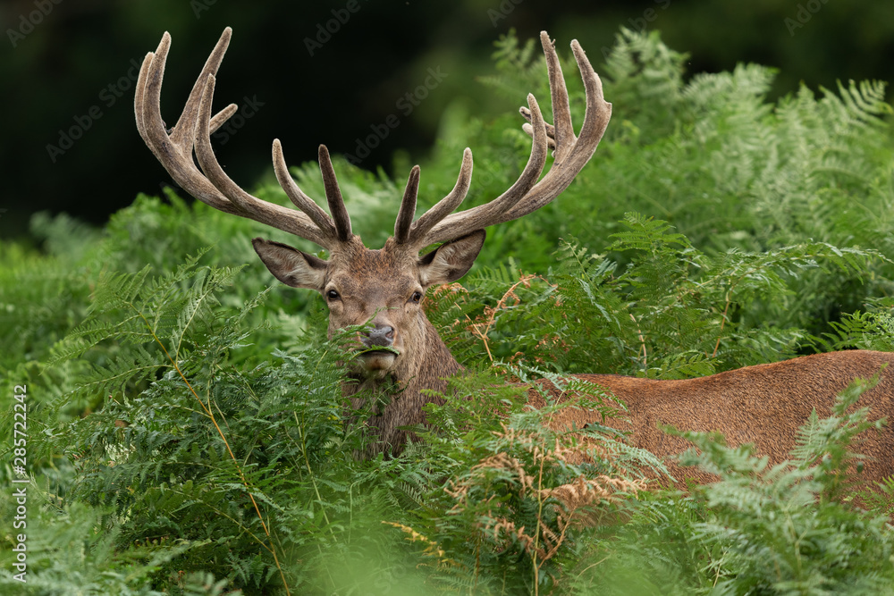 Fototapeta Red deer in richmond park