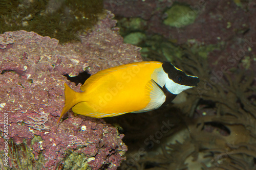  Foxface rabbitfish (Siganus vulpinus).