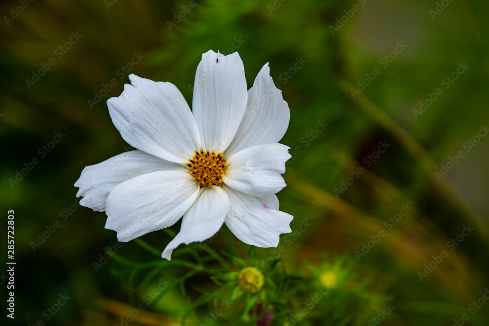 Summer flowers white cosmos flowers - in Latin Cosmos Bipinnatus Summer flowers white cosmos flowers - in Latin Cosmos Bipinnatus