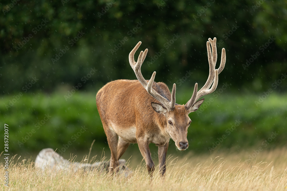Red deer in richmond park Red deer in richmond park