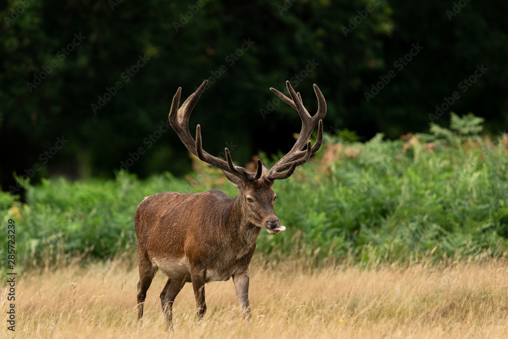 Red deer in richmond park Red deer in richmond park