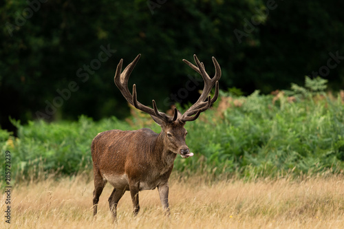 Red deer in richmond park © AB Photography