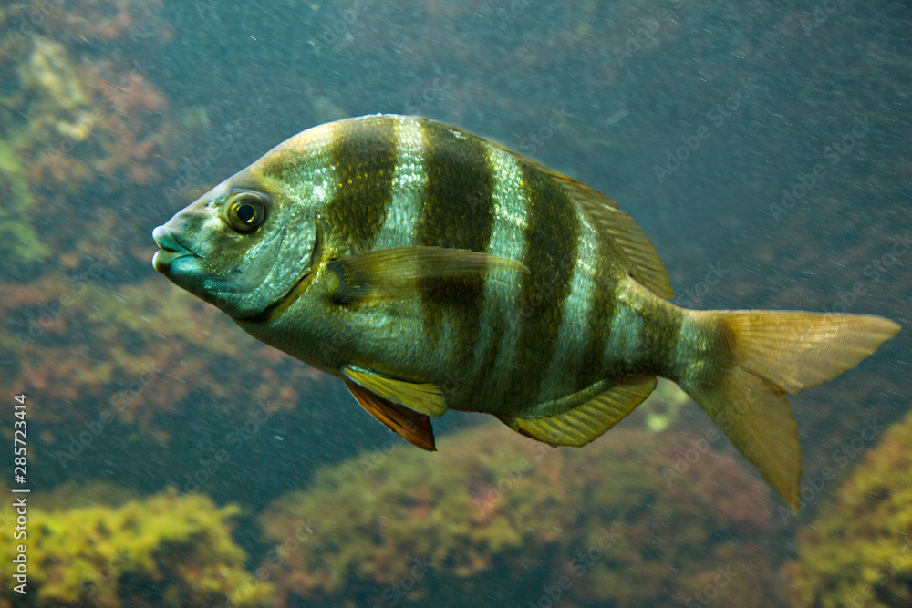 Five-banded bream (Diplodus cervinus). Five-banded bream (Diplodus cervinus).