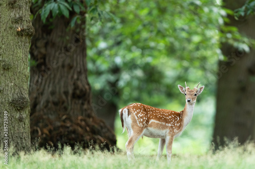 Obraz na płótnie Fallow deer in richmond park w salonie
