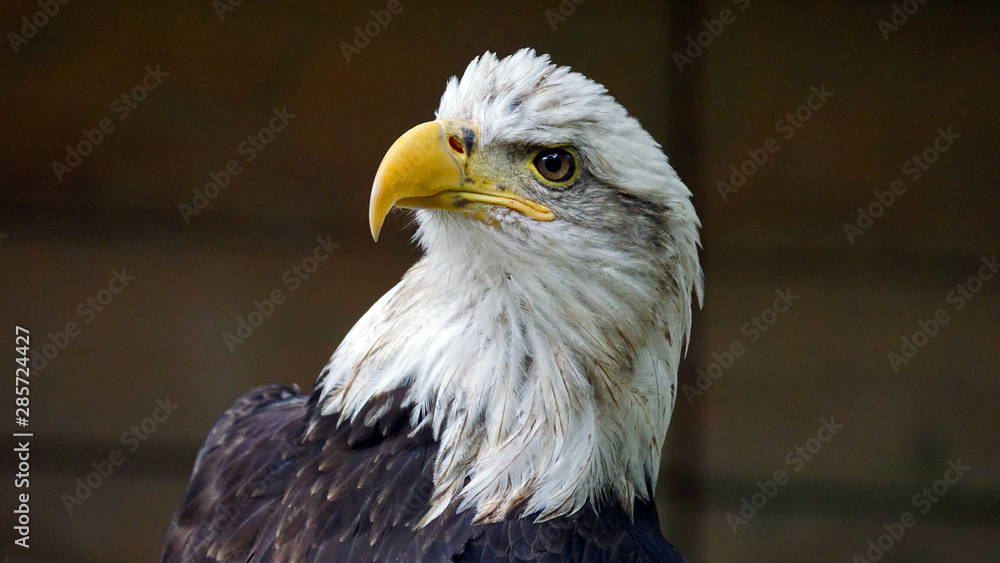 Obraz premium Bald eagle