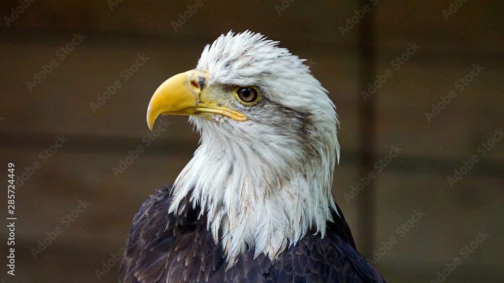 Obraz premium Bald eagle