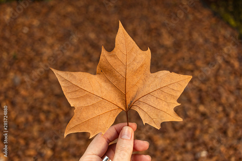 Maple Tree Leaf with a background of cobblestone floor