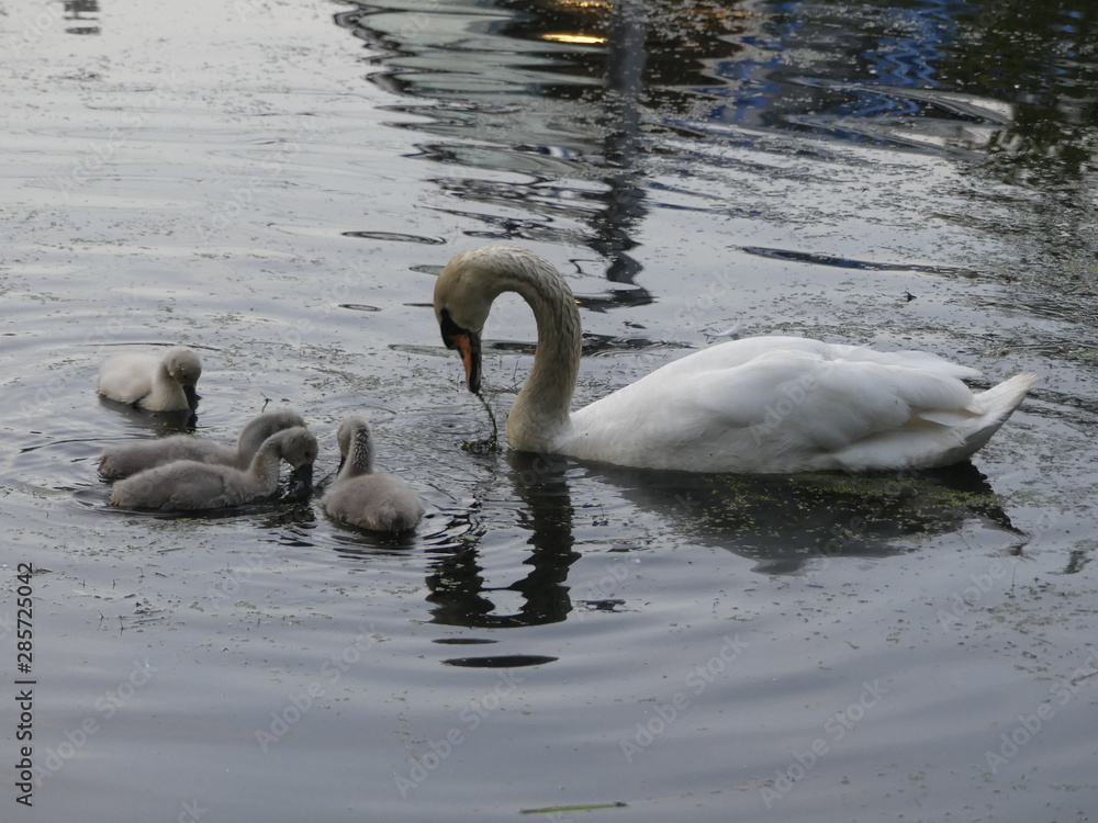 Swan with ducklings on the lake. Swan with ducklings on the lake.