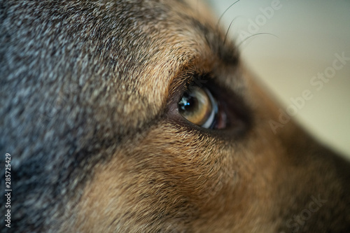 Dog's eye closeup