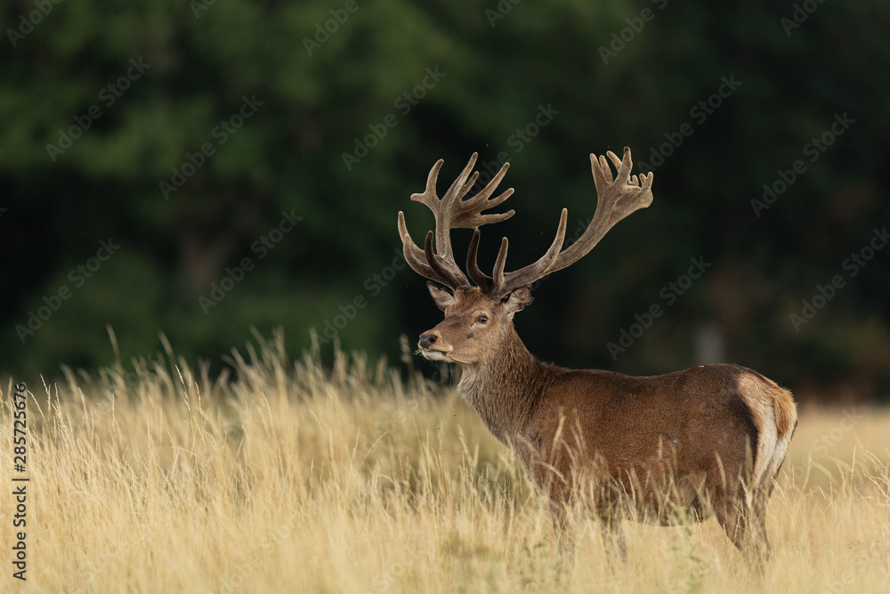 Red deer in richmond park Red deer in richmond park