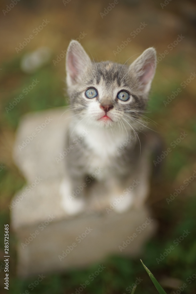 Small pale gray kitten with white spots, closeup portrait Small pale gray kitten with white spots, closeup portrait